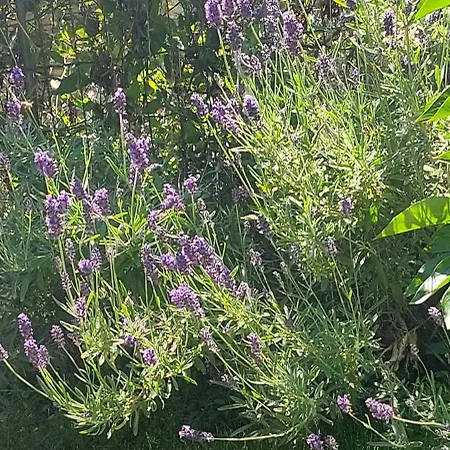 乡村民宿 Le Chaton Fait Ronron