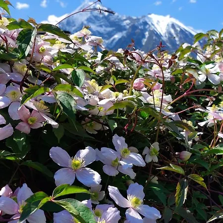 Le Chaton Fait Ronron Quart